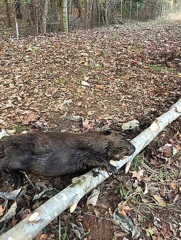 Beaver Removal