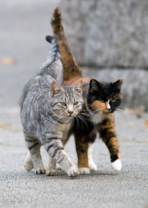Feral Cats, Feral Cat And Stray Cat Removal