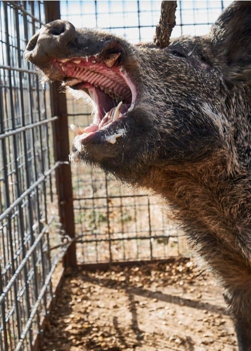 Feral Hogs, Feral Hog Removal, Wild Pig Removal
