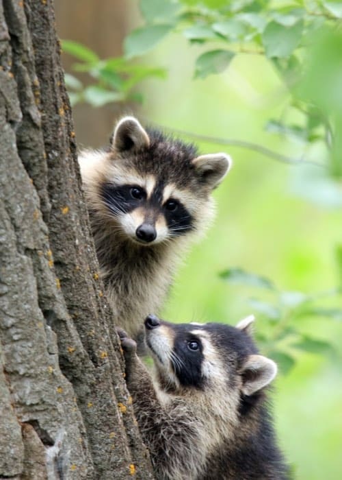 Raccoon Removal And Control