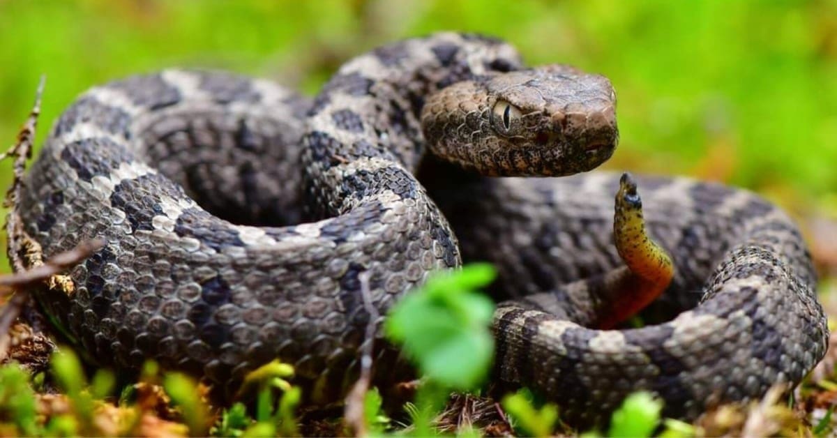 6 Dangerous Venomous Snakes of South Carolina