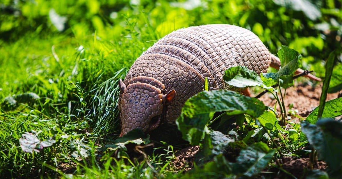 Armadillos In Upstate SC, What's Vital To Know