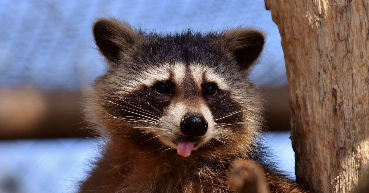 Who Removes Raccoons in SC?
