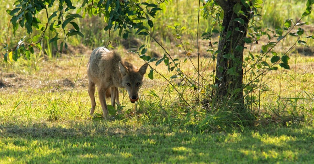 What To Do If You See a Coyote in Your Yard