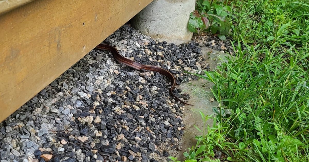 5 Ways To Keep Snakes Away From Property