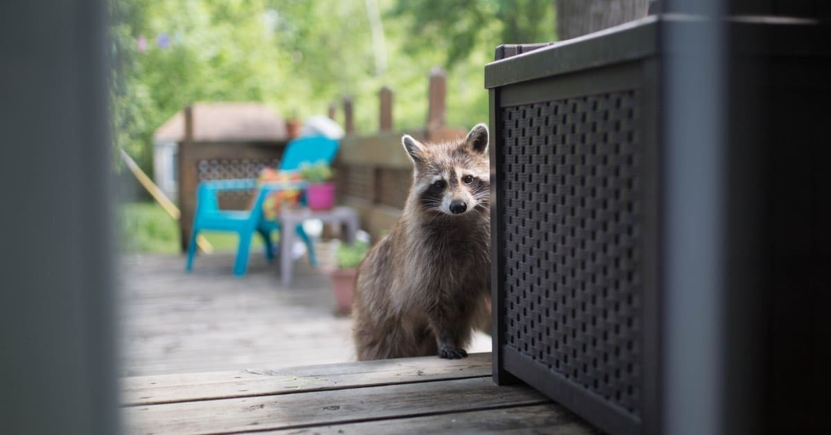 Raccoon In Backyard? What To Do