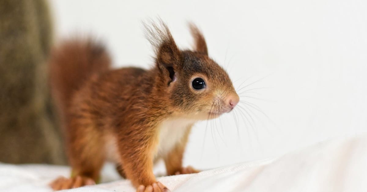 Squirrels In The Attic? What To Do