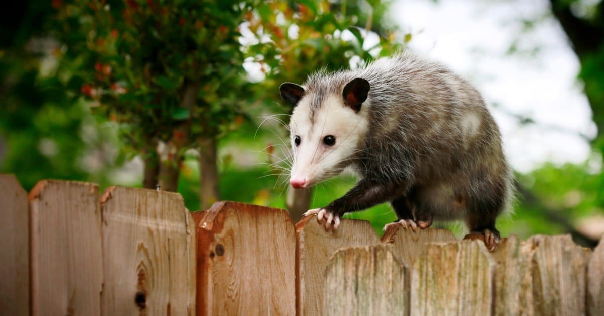 8 Tips For Removing Opossums From Your Home
