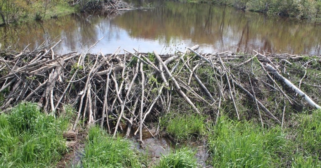 How To Get Rid Of Beavers In South Carolina, Beaver Dam