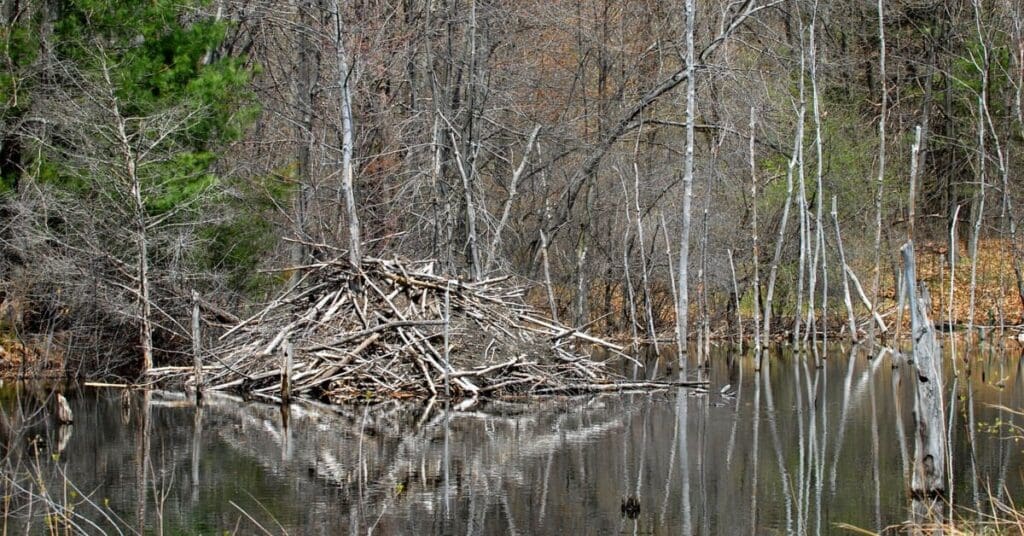 How To Get Rid Of Beavers In South Carolina, Beaver Nest