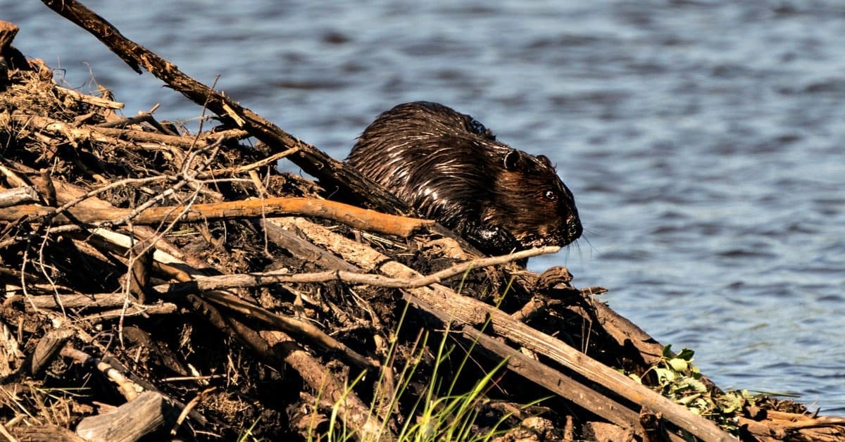 How To Get Rid of Beavers in South Carolina