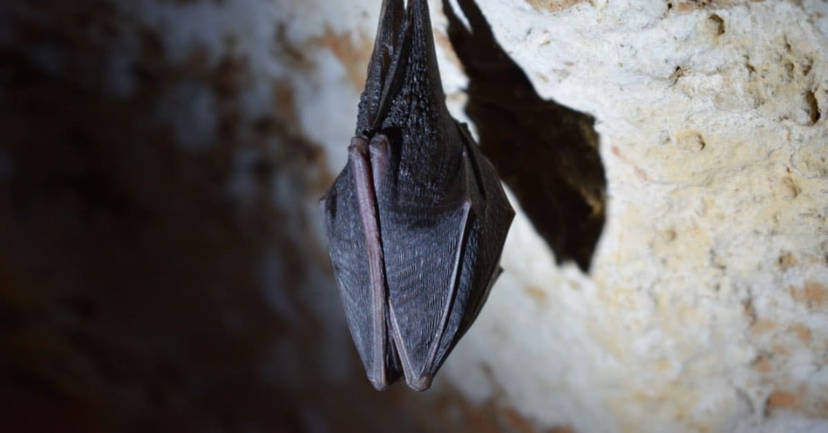 Who To Call To Remove Bats in SC?