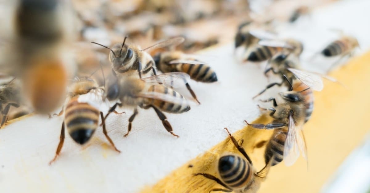 South Carolina Bee Removal Service