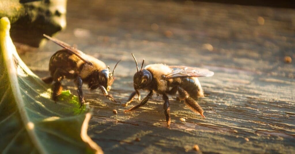 South Carolina Bee Removal Service, Carpenter Bees