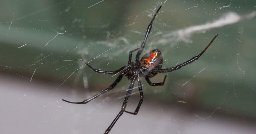 Dangerous Wildlife In Sc That Can Kill You, Black Widow Spider