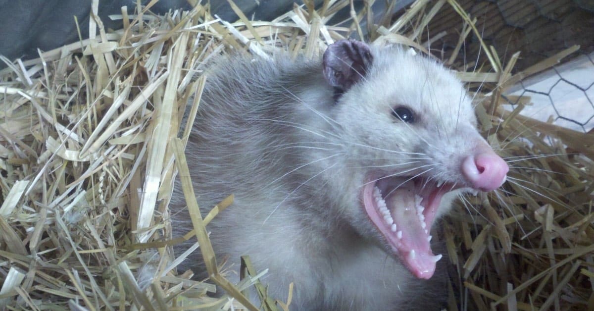The Truth About Opossums