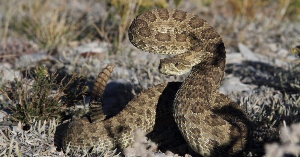 Dangerous Wildlife In Sc That Can Kill You, Rattle Snake