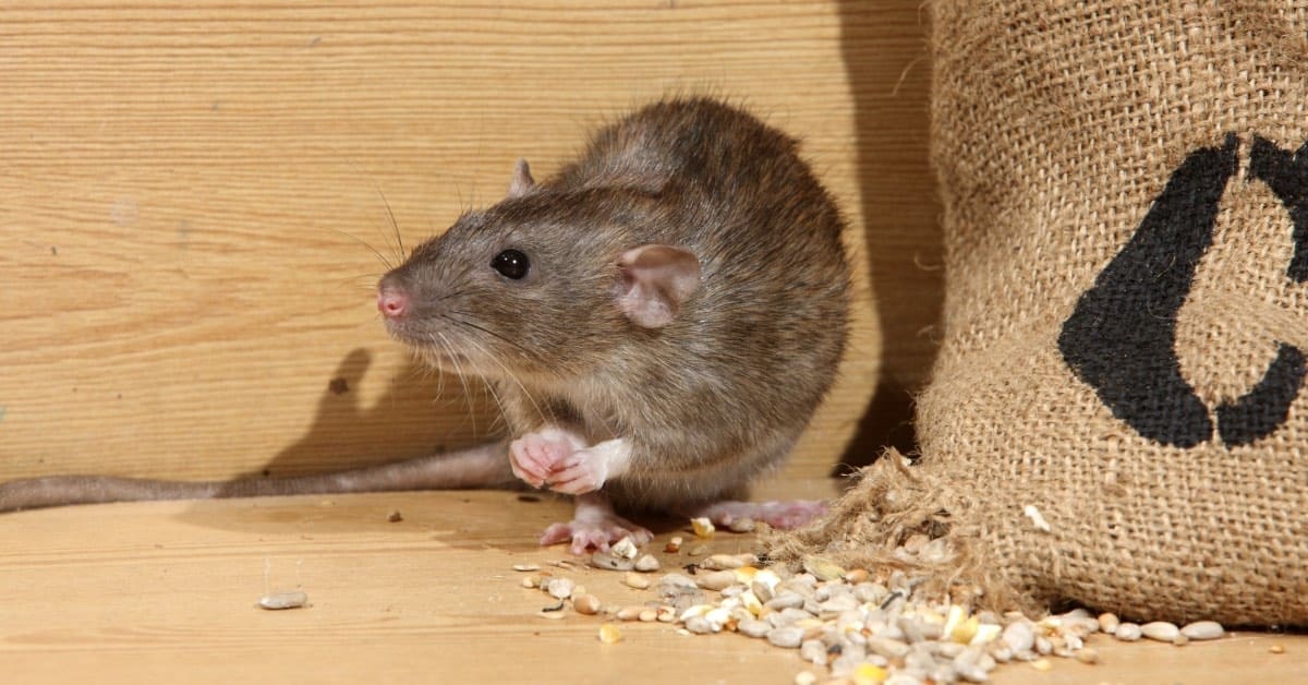 The Truth About Rodents: Dangers and Health Risks