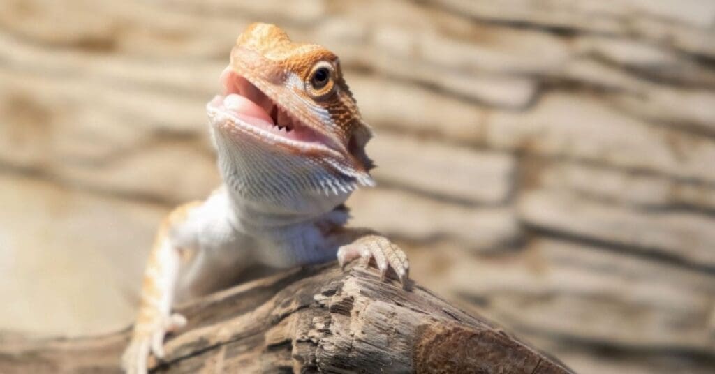 Are Reptiles Suitable For Children?, Bearded Dragon