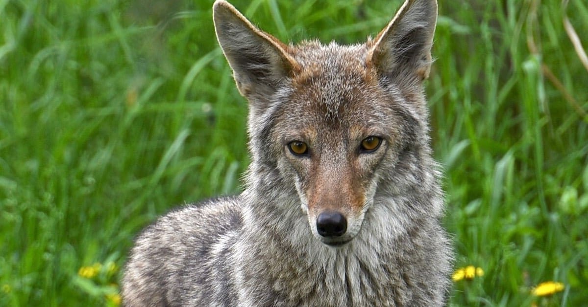 What To Know About Coyotes in South Carolina