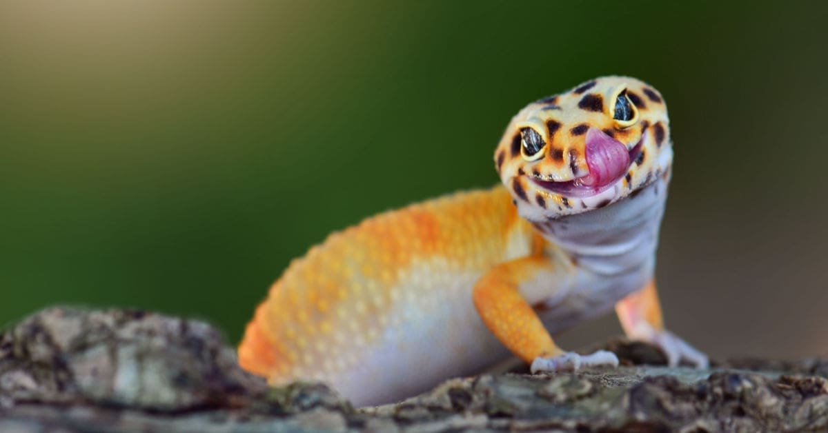 Are Reptiles Suitable for Children?, leopard gecko
