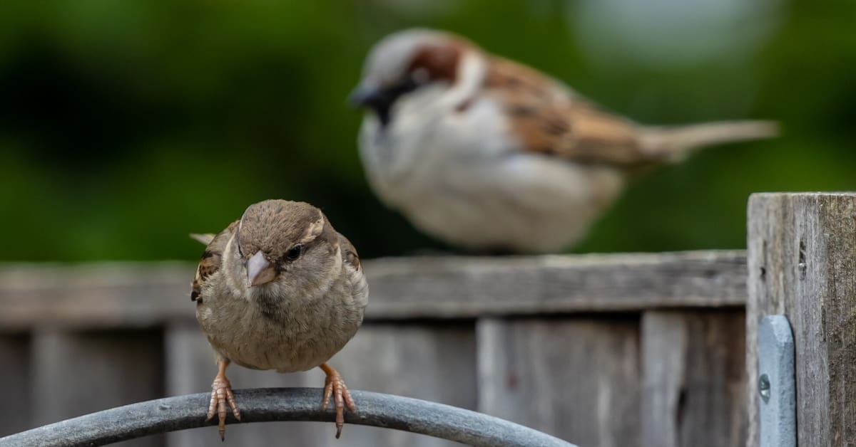 How To Get Rid of House Sparrows on Property