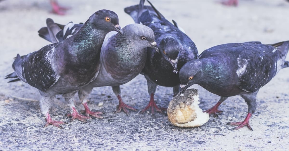 What To Do About Nuisance Pigeons?