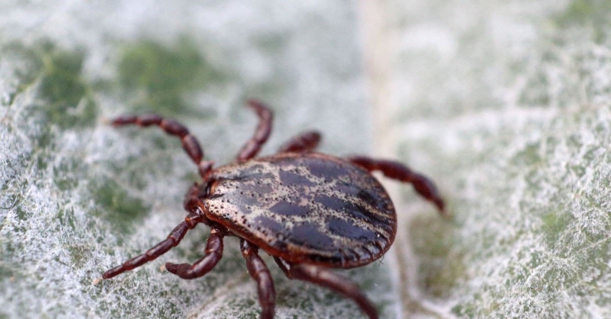 Ticks & Lyme Disease Danger, What To Know