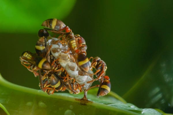Yellow Jackets, Removal, Control