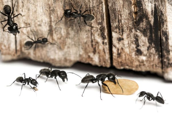 Ants; Ant Removal And Control