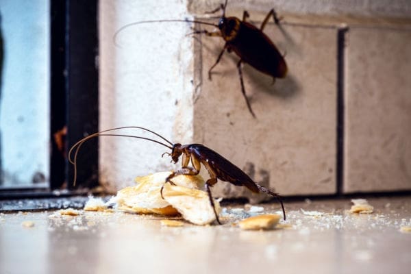 Cockroaches, Cockroach Removal