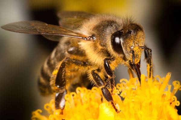 Honey Bees Removal And Control