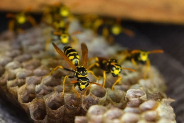 Wasps: Wasp Removal