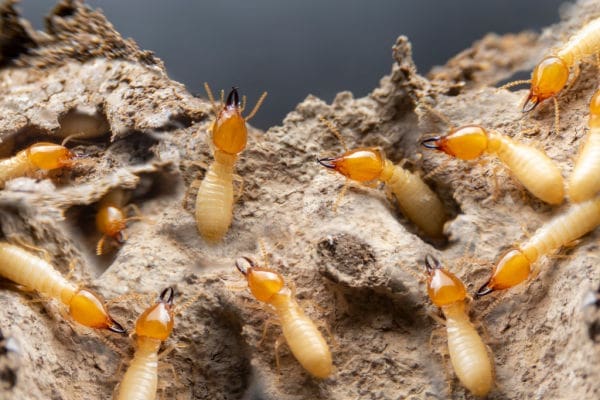 Termite Removal Control