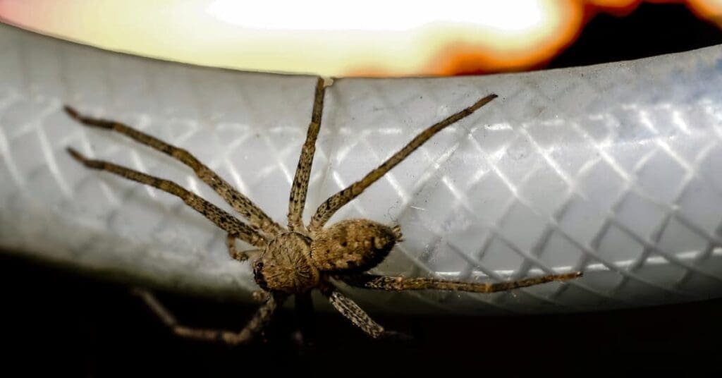 7 Common Wildlife Problems In South Carolina, Brown Recluse