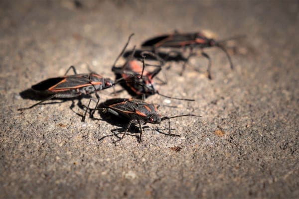 Boxelder Bugs Removal, Control