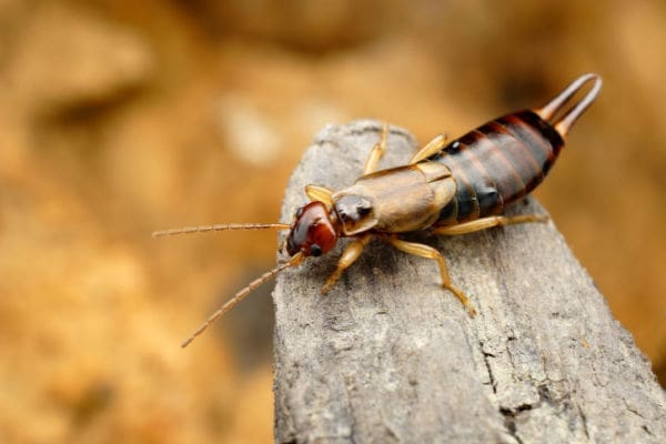 Earwigs, Removal And Control