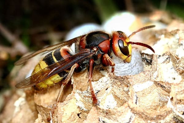 Hornets, Hornet Removal And Control
