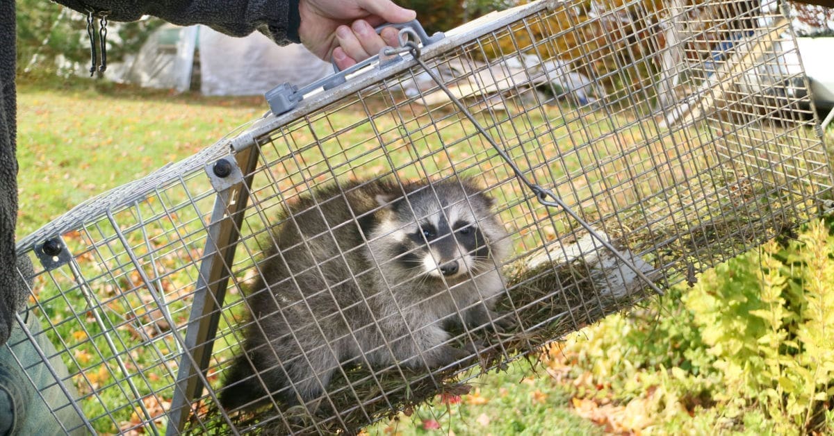 Humane Trapping Wildlife Removal Services
