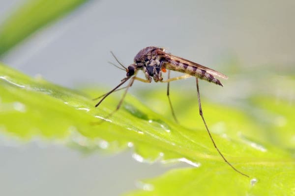 Mosquitoes, Mosquito Control
