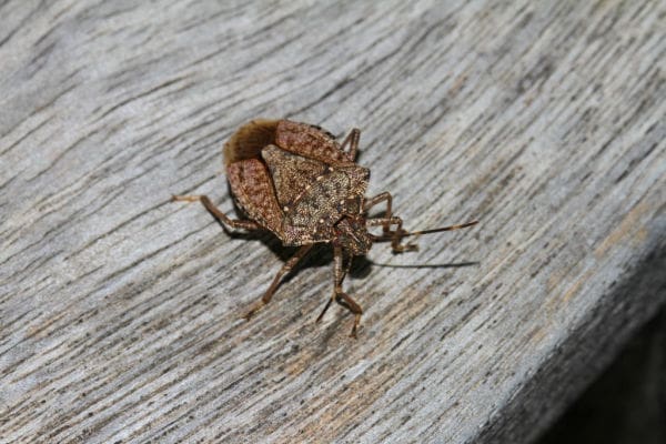 Stink Bugs, Removal, Control