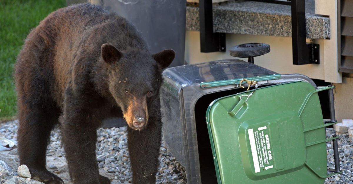 Wildlife & What Seasons They Are Pervasive in SC, black bear