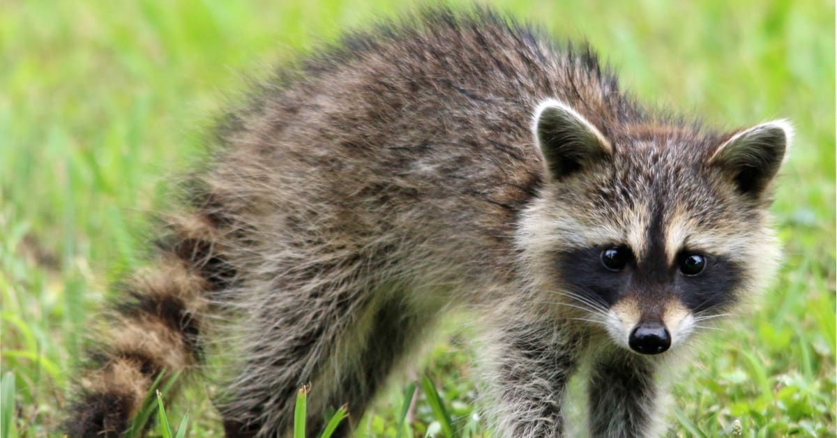 Should I Worry About a Raccoon in My Yard?