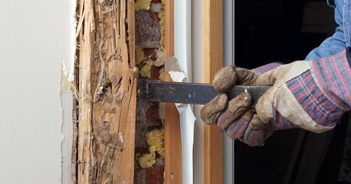 How to Get Rid of Termites & Protect your South Carolina House
