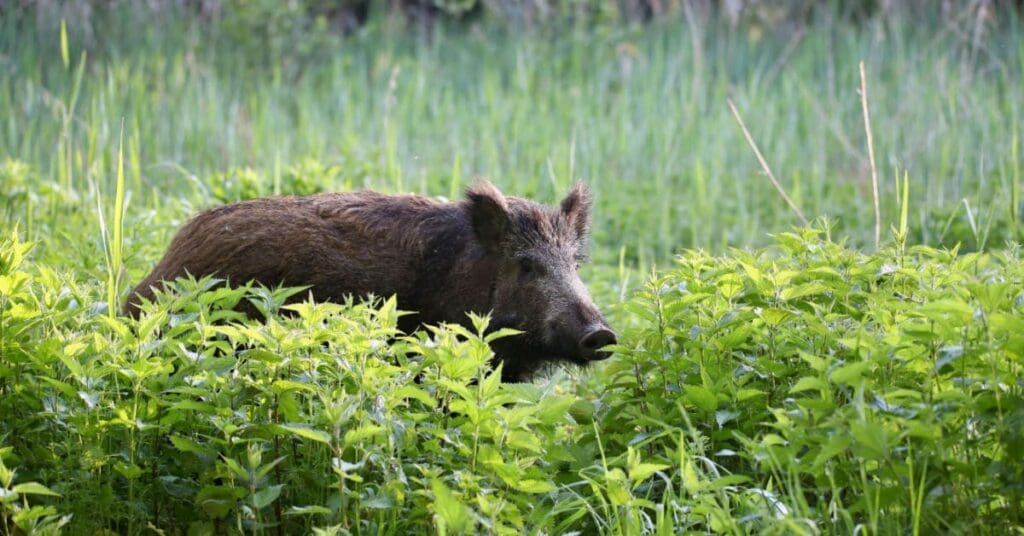 Wildlife &Amp; What Seasons They Are Pervasive In Sc, Wild Hogs
