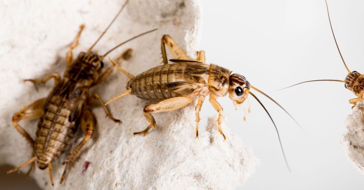 What Attracts Crickets in the House?
